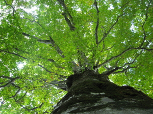 IMG_6571.jpg